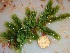  (Caulerpa peltata - GWS032244)  @11 [ ] Unspecified (default): All Rights Reserved  Unspecified Unspecified