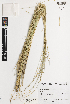  (Poa litorosa - iAH84_lito230)  @11 [ ] CreativeCommons - Attribution Non-Commercial Share-Alike (2014) Brendan Lepschi Australian National Herbarium, GPO Box 1600, Canberra, A.C.T. 2601, Australia