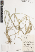  ( - iAH60_foli351)  @11 [ ] CreativeCommons - Attribution Non-Commercial Share-Alike (2014) Brendan Lepschi Australian National Herbarium, GPO Box 1600, Canberra, A.C.T. 2601, Australia