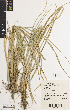  (Poa foliosa - iAH64_foli576)  @11 [ ] CreativeCommons - Attribution Non-Commercial Share-Alike (2014) Brendan Lepschi Australian National Herbarium, GPO Box 1600, Canberra, A.C.T. 2601, Australia