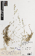  ( - iAG53_jugi178)  @11 [ ] CreativeCommons - Attribution Non-Commercial Share-Alike (2014) Gintaras Kantvilas Tasmanian Herbarium, Tasmanian Museum and Art Gallery, PO Box 5058, UTAS LPO, Sandy Bay, Tasmania 7005, Australia