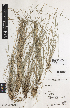  ( - iAE28_moll799)  @11 [ ] CreativeCommons - Attribution Non-Commercial Share-Alike (2014) Josephine Milne National Herbarium of Victoria, Royal Botanic Gardens Melbourne, Private Bag 2000, South Yarra, Victoria 3141, Australia