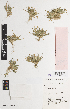  ( - iAE69_dura205)  @11 [ ] CreativeCommons - Attribution Non-Commercial Share-Alike (2014) Josephine Milne National Herbarium of Victoria, Royal Botanic Gardens Melbourne, Private Bag 2000, South Yarra, Victoria 3141, Australia
