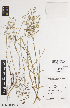  ( - iAG14_drum930)  @11 [ ] CreativeCommons - Attribution Non-Commercial Share-Alike (2014) Josephine Milne National Herbarium of Victoria, Royal Botanic Gardens Melbourne, Private Bag 2000, South Yarra, Victoria 3141, Australia