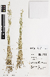  ( - iAG44_sall830)  @11 [ ] CreativeCommons - Attribution Non-Commercial Share-Alike (2014) Josephine Milne National Herbarium of Victoria, Royal Botanic Gardens Melbourne, Private Bag 2000, South Yarra, Victoria 3141, Australia