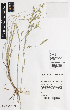  ( - iAH25_erio400)  @11 [ ] CreativeCommons - Attribution Non-Commercial Share-Alike (2014) Josephine Milne National Herbarium of Victoria, Royal Botanic Gardens Melbourne, Private Bag 2000, South Yarra, Victoria 3141, Australia
