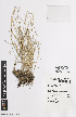  ( - iAE14_sall923)  @11 [ ] CreativeCommons - Attribution Non-Commercial Share-Alike (2014) Josephine Milne National Herbarium of Victoria, Royal Botanic Gardens Melbourne, Private Bag 2000, South Yarra, Victoria 3141, Australia