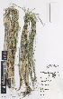  (Poa poiformis var. poiformis - iAE34_poifp018)  @11 [ ] CreativeCommons - Attribution Non-Commercial Share-Alike (2014) Unspecified Royal Botanic Gardens Melbourne, Private Bag 2000, South Yarra, Victoria, 3141, 
Australia