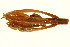  ( - BIOUG01080-G11)  @11 [ ] CreativeCommons - Attribution (2011) CBG Photography Group Centre for Biodiversity Genomics