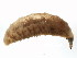  ( - BIOUG01078-D08)  @12 [ ] CreativeCommons - Attribution (2011) CBG Photography Group Centre for Biodiversity Genomics