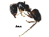  ( - BIOUG15816-H02)  @11 [ ] CreativeCommons - Attribution (2016) CBG Photography Group Centre for Biodiversity Genomics