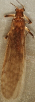  ( - JMH822)  @13 [ ] Unspecified (default): All Rights Reserved  Unspecified Unspecified