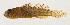  ( - AUST-355)  @11 [ ] CreativeCommons  Attribution Non-Commercial (by-nc) (2013) Unspecified Smithsonian Institution National Museum of Natural History