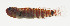  ( - AUST-060)  @11 [ ] CreativeCommons  Attribution Non-Commercial (by-nc) (2013) Unspecified Smithsonian Institution National Museum of Natural History