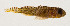  ( - AUST-356)  @11 [ ] CreativeCommons  Attribution Non-Commercial (by-nc) (2013) Unspecified Smithsonian Institution National Museum of Natural History