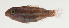  ( - AUST-030)  @11 [ ] CreativeCommons  Attribution Non-Commercial (by-nc) (2013) Unspecified Smithsonian Institution National Museum of Natural History