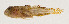  ( - AUST-361)  @11 [ ] CreativeCommons  Attribution Non-Commercial (by-nc) (2013) Unspecified Smithsonian Institution National Museum of Natural History