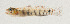 ( - AUST-594)  @11 [ ] CreativeCommons  Attribution Non-Commercial (by-nc) (2013) Unspecified Smithsonian Institution National Museum of Natural History