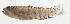  ( - AUST-091)  @11 [ ] CreativeCommons  Attribution Non-Commercial (by-nc) (2013) Unspecified Smithsonian Institution National Museum of Natural History