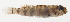  (Eviota randalli - AUST-045)  @11 [ ] CreativeCommons  Attribution Non-Commercial (by-nc) (2013) Unspecified Smithsonian Institution National Museum of Natural History
