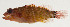  ( - AUST-496)  @11 [ ] CreativeCommons  Attribution Non-Commercial (by-nc) (2013) Unspecified Smithsonian Institution National Museum of Natural History
