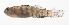  ( - AUST-090)  @11 [ ] CreativeCommons  Attribution Non-Commercial (by-nc) (2013) Unspecified Smithsonian Institution National Museum of Natural History