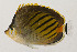  ( - AUST-227)  @11 [ ] CreativeCommons  Attribution Non-Commercial (by-nc) (2013) Unspecified Smithsonian Institution National Museum of Natural History