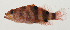  ( - AUST-495)  @11 [ ] CreativeCommons  Attribution Non-Commercial (by-nc) (2013) Unspecified Smithsonian Institution National Museum of Natural History