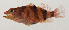  ( - AUST-492)  @11 [ ] CreativeCommons  Attribution Non-Commercial (by-nc) (2013) Unspecified Smithsonian Institution National Museum of Natural History