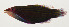  ( - AUST-487)  @11 [ ] CreativeCommons  Attribution Non-Commercial (by-nc) (2013) Unspecified Smithsonian Institution National Museum of Natural History