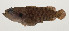  ( - AUST-500)  @11 [ ] CreativeCommons  Attribution Non-Commercial (by-nc) (2013) Unspecified Smithsonian Institution National Museum of Natural History