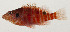  ( - AUST-514)  @11 [ ] CreativeCommons  Attribution Non-Commercial (by-nc) (2013) Unspecified Smithsonian Institution National Museum of Natural History