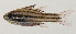  ( - AUST-206)  @11 [ ] CreativeCommons  Attribution Non-Commercial (by-nc) (2013) Unspecified Smithsonian Institution National Museum of Natural History