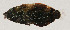  ( - AUST-192)  @11 [ ] CreativeCommons  Attribution Non-Commercial (by-nc) (2013) Unspecified Smithsonian Institution National Museum of Natural History