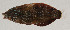  ( - AUST-195)  @11 [ ] CreativeCommons  Attribution Non-Commercial (by-nc) (2013) Unspecified Smithsonian Institution National Museum of Natural History