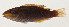  ( - AUST-197)  @11 [ ] CreativeCommons  Attribution Non-Commercial (by-nc) (2013) Unspecified Smithsonian Institution National Museum of Natural History