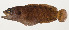  ( - AUST-560)  @11 [ ] CreativeCommons  Attribution Non-Commercial (by-nc) (2013) Unspecified Smithsonian Institution National Museum of Natural History