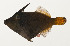  ( - AUST-589)  @11 [ ] CreativeCommons  Attribution Non-Commercial (by-nc) (2013) Unspecified Smithsonian Institution National Museum of Natural History