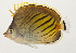  ( - AUST-572)  @11 [ ] CreativeCommons  Attribution Non-Commercial (by-nc) (2013) Unspecified Smithsonian Institution National Museum of Natural History