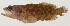  ( - AUST-561)  @11 [ ] CreativeCommons  Attribution Non-Commercial (by-nc) (2013) Unspecified Smithsonian Institution National Museum of Natural History
