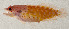  (Pseudogramma xantha - AUST-559)  @11 [ ] CreativeCommons  Attribution Non-Commercial (by-nc) (2013) Unspecified Smithsonian Institution National Museum of Natural History