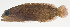  ( - AUST-044)  @11 [ ] CreativeCommons  Attribution Non-Commercial (by-nc) (2013) Unspecified Smithsonian Institution National Museum of Natural History