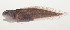  ( - AUST-074)  @11 [ ] CreativeCommons  Attribution Non-Commercial (by-nc) (2013) Unspecified Smithsonian Institution National Museum of Natural History