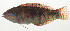  ( - AUST-083)  @11 [ ] CreativeCommons  Attribution Non-Commercial (by-nc) (2013) Unspecified Smithsonian Institution National Museum of Natural History
