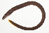  (Uropterygius kamar - AUST-079)  @11 [ ] CreativeCommons  Attribution Non-Commercial (by-nc) (2013) Unspecified Smithsonian Institution National Museum of Natural History