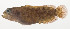  ( - AUST-042)  @11 [ ] CreativeCommons  Attribution Non-Commercial (by-nc) (2013) Unspecified Smithsonian Institution National Museum of Natural History