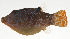  ( - AUST-094)  @11 [ ] CreativeCommons  Attribution Non-Commercial (by-nc) (2013) Unspecified Smithsonian Institution National Museum of Natural History