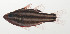  ( - AUST-137)  @11 [ ] CreativeCommons  Attribution Non-Commercial (by-nc) (2013) Unspecified Smithsonian Institution National Museum of Natural History