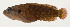  ( - AUST-243)  @11 [ ] CreativeCommons  Attribution Non-Commercial (by-nc) (2013) Unspecified Smithsonian Institution National Museum of Natural History
