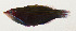  ( - AUST-315)  @11 [ ] CreativeCommons  Attribution Non-Commercial (by-nc) (2013) Unspecified Smithsonian Institution National Museum of Natural History